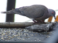 Morning Dove Morning Dove